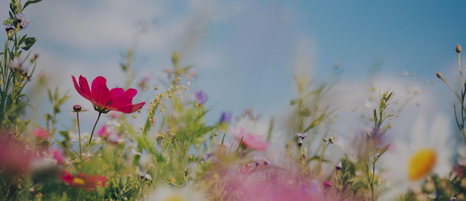 Testimonials callout background