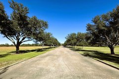Plantation-Manor-Trees-Driveway-Golden